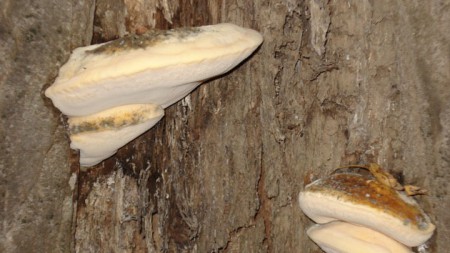 Hongos siberianos podrían ayudar a tratar el VIH y la gripe