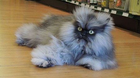    El gato más peludo del mundo "Coronel Meow" entra en el libro de los Récords Guinness 2014.  